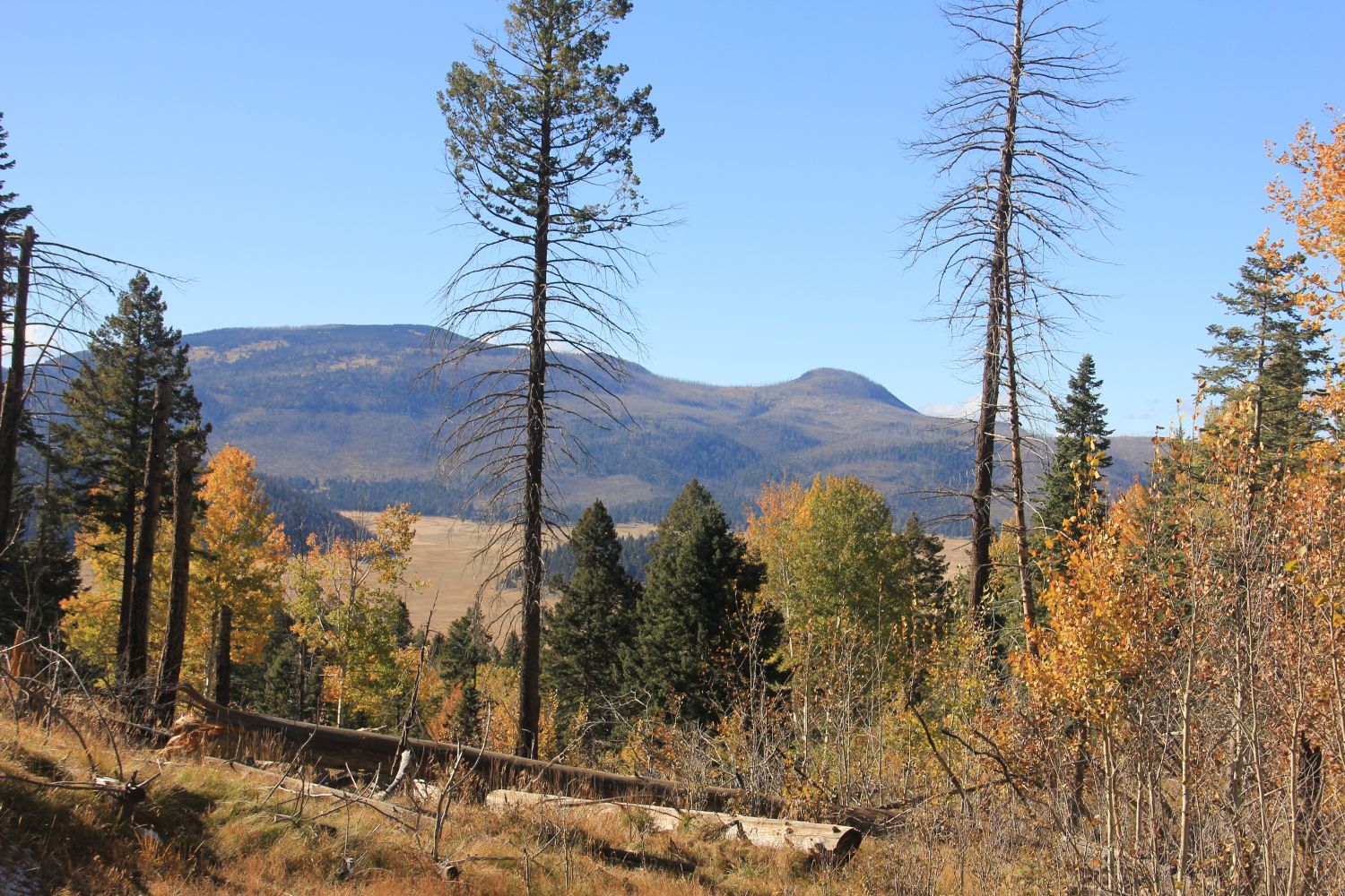 Valles Caldera National Preserve 